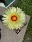 Preview: Astrophytum capricorne